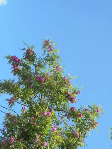 Gökyüzüne karşı güzel bir ağaç, Gökyüzüne karşı pembe çiçekli güzel bir ağaç