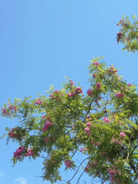 Gökyüzüne karşı güzel bir ağaç, Gökyüzüne karşı pembe çiçekli güzel bir ağaç