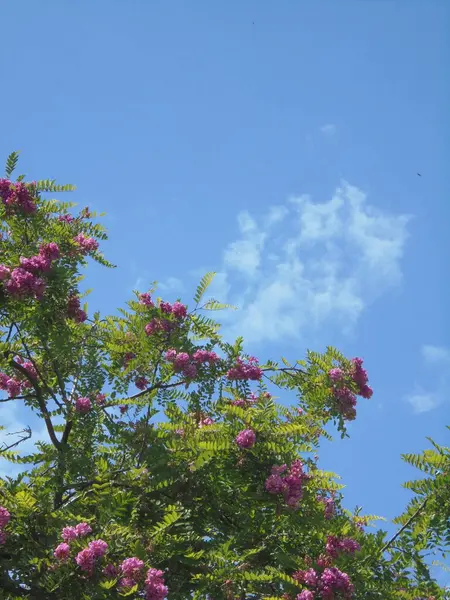 Gökyüzüne karşı güzel bir ağaç, Gökyüzüne karşı pembe çiçekli güzel bir ağaç