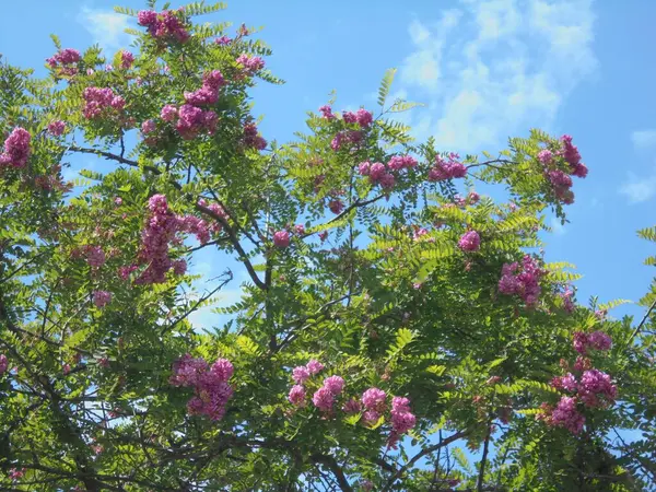 Gökyüzüne karşı güzel bir ağaç, Gökyüzüne karşı pembe çiçekli güzel bir ağaç