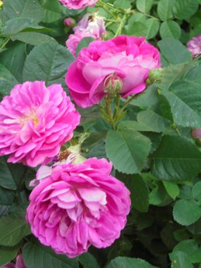 Bahçedeki güzel pembe güller