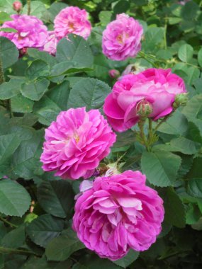 Bahçedeki güzel pembe güller