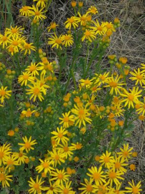 Güzel ve narin sarı papatya çiçekleri
