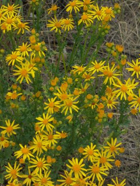 Güzel ve narin sarı papatya çiçekleri