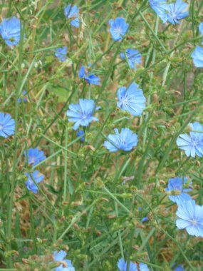 Güzel ve narin mavi çiçekler Yazın yeşil çimlerde
