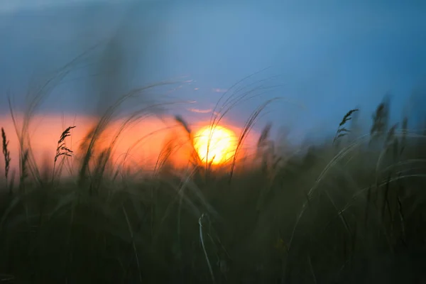 Летняя Трава Поле Закате — стоковое фото