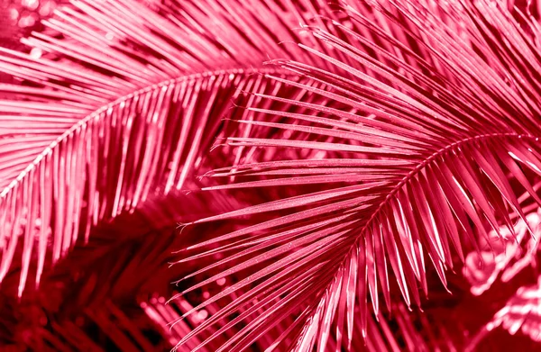 Tropische Palmboom Tak Close Zonnige Zomerdag Getint Met Kleur Van — Stockfoto