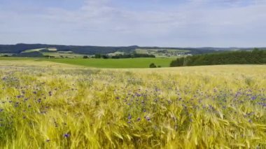 Cornflower and wheat field in the summer, sunny day High quality 4k 
