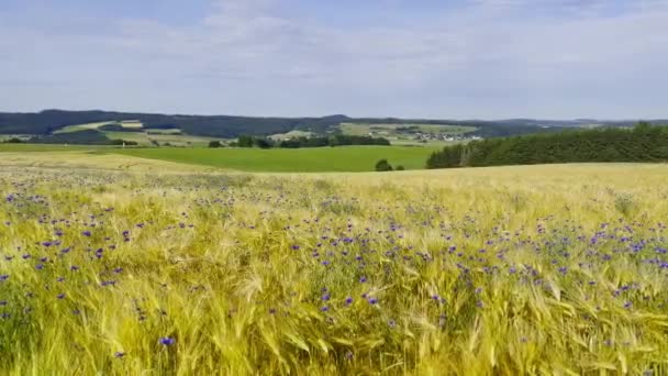 Cornflower Wheat Field Summer Sunny Day High Quality — Stock Video