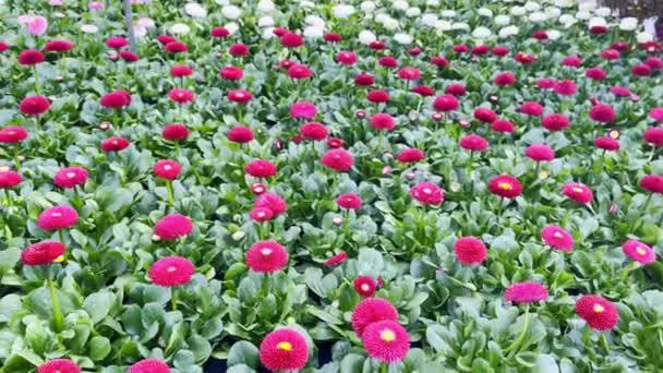 English Daisy Flower Shop Spring Time High Quality Footage — Αρχείο Βίντεο