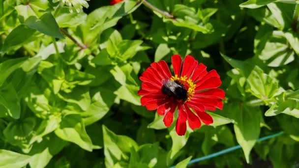 Bumblebee Pollinating Red Zinna Flower Sunny Day High Quality Footage — Stockvideo