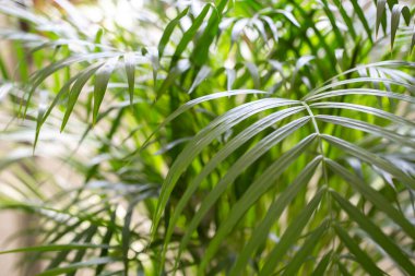 Areca palm tree, scandinavian interior design, modern trendy decor