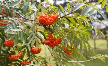 Rowam tree brunch in the garden, close up