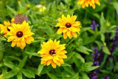 Black eyed Susan or Rudbeckia hirta, North American flowers in a garden or park