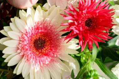 Gerbera daisy variegated with water drops, close up 