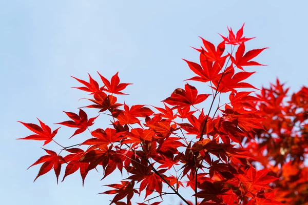 Red leaves of a Japanese maple tree against blue sky