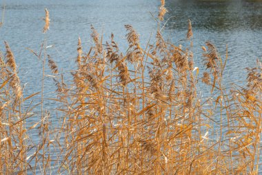 Mavi gökyüzüne karşı kurumuş sonbahar otlarının sarı kökleri. Sonbaharın sonu.
