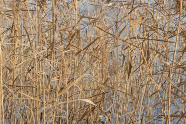 Mavi gökyüzüne karşı kurumuş sonbahar otlarının sarı kökleri. Sonbaharın sonu.
