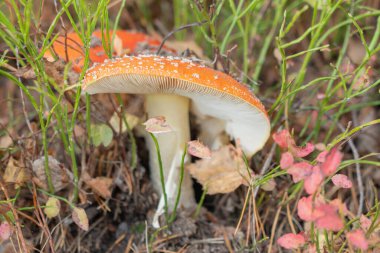 Zehirli ve halüsinojen mantarlı ot sineği. Doğal sonbahar manzarası. Yakın plan fotoğraf..