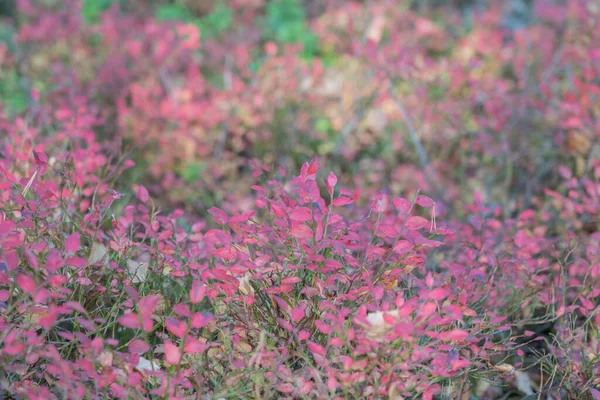 Folhas Vermelhas Arbusto Mirtilo Selvagem Outono Natureza Conceito Viagem — Fotografia de Stock
