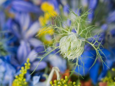Nigella çiçeği. Çok renkli çiçek arkaplanda bir tomurcuk. Bir çiçekçinin fantazisi.