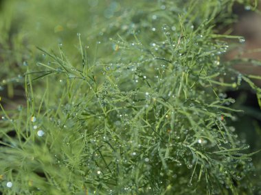 Çiy ve yağmur damlalı yeşil bitki, doku, yakın plan. Soyut doğal şablon. Saf doğa kavramı..