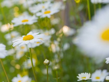 Yumuşak bir arka planda papatya çiçeği tarlası. Seçici odak.