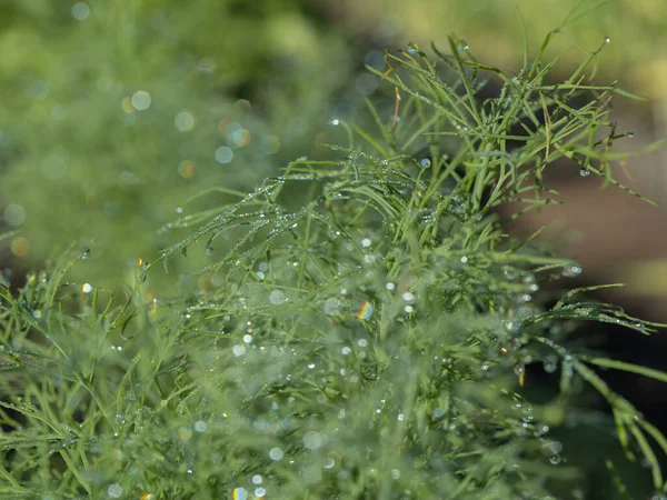 식물에 빗방울 클로즈업 스러운 패턴을 깁니다 자연의 — 스톡 사진