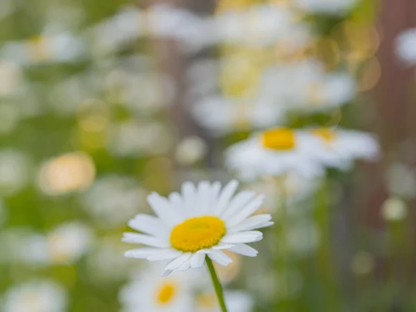 stock image A field of chamomile flowers on a soft background. Selective focus.