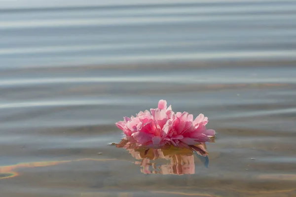 漂浮在水面上的牡丹的粉红色绽放 — 图库照片