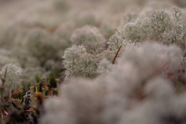 Ormanda Moss Yagel. Yakın plan. Makro fotoğrafçılık. Seçici odak.