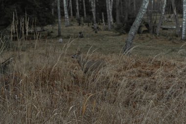 Orman açıklığında bir geyik odak dışı. Önplanda kuru sonbahar çimenleri odaklanıyor.