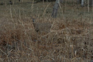 Orman açıklığında bir geyik odak dışı. Önplanda kuru sonbahar çimenleri odaklanıyor.