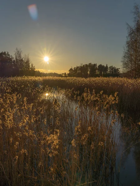 Dawn Autumn Lake Morning Sun Illuminates Flowering Stems Reed Wildlife — Stock Photo, Image