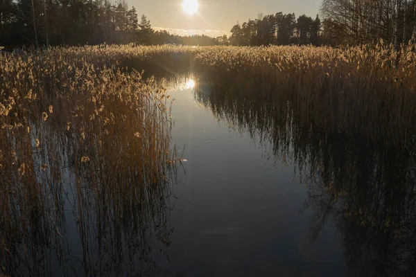 Morgendämmerung Über Dem Herbstsee Die Morgensonne Erhellt Die Blühenden Stängel — Stockfoto