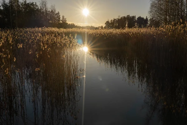 Morgendämmerung Über Dem Herbstsee Die Morgensonne Erhellt Die Blühenden Stängel — Stockfoto