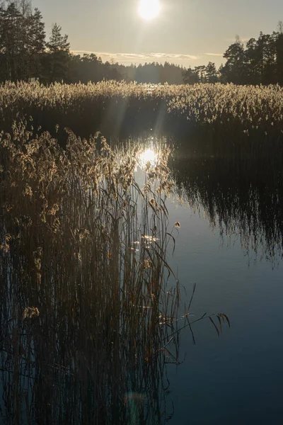 Amanhecer Sobre Lago Outono Sol Manhã Ilumina Hastes Floridas Cana — Fotografia de Stock
