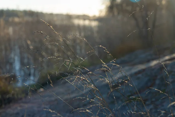 秋天的青草在阳光的映衬下 映衬着湖畔的芦苇 自然背景 — 图库照片