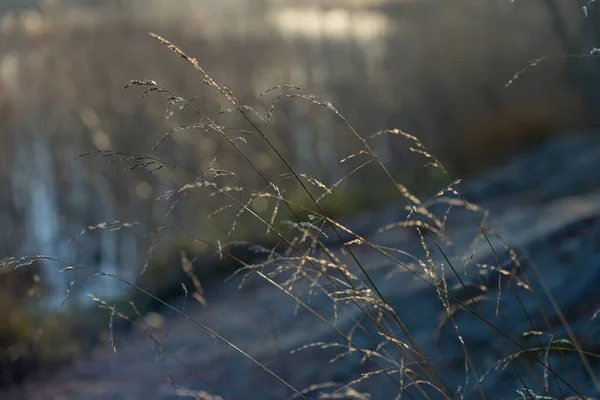 秋天的青草在阳光的映衬下 映衬着湖畔的芦苇 自然背景 — 图库照片