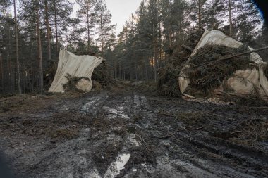 Çamur ve çamurdan yapılmış orman yolu, off-road. Orman örtüsü altında toplanmış. Yerde lastik izleri var..