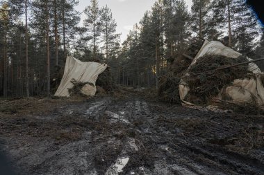 Çamur ve çamurdan yapılmış orman yolu, off-road. Orman örtüsü altında toplanmış. Yerde lastik izleri var..