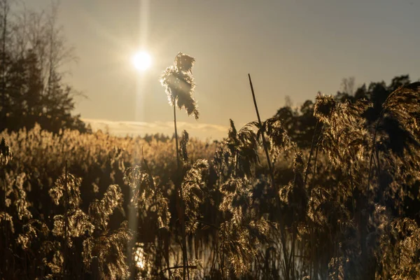 秋天湖畔的黎明 晨阳照亮了芦苇开花的枝干 野生动物 — 图库照片