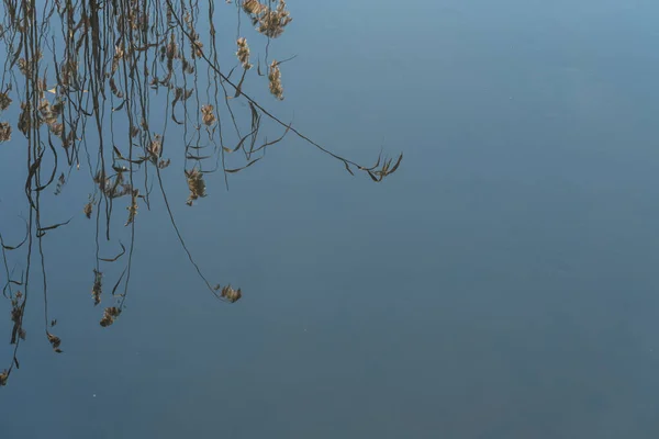干枯的黄草和蓝天反映在水面上 自然背景 这段文字是有位置的 — 图库照片