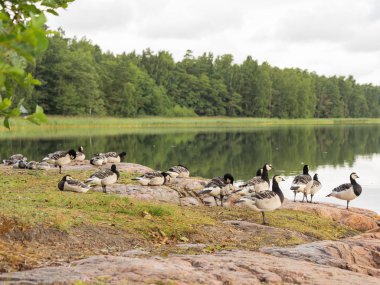 Barnacle Goose (Branta lökossis) grubu, deniz kıyısındaki kayalık bir kıyıda. Hayvanlar doğal ortamlarında.