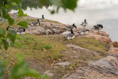 Barnacle Goose (Branta lökossis) grubu, deniz kıyısındaki kayalık bir kıyıda. Hayvanlar doğal ortamlarında. Ön planda bir ağaç dalı odak dışı.