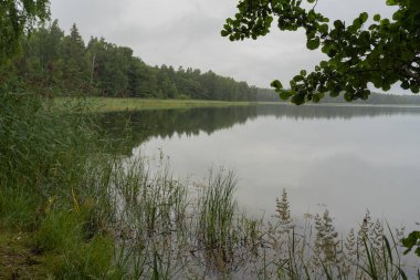 Bulutlu bir günde gölün kıyısında sazlıklar. Manzara. Doğal arkaplan.