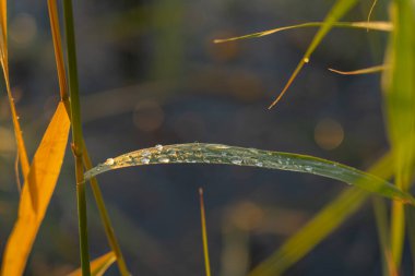 Batan güneşin ışınlarında çimenlerin üzerine bir damla su. Seçici odaklanma. Doğal arkaplan.