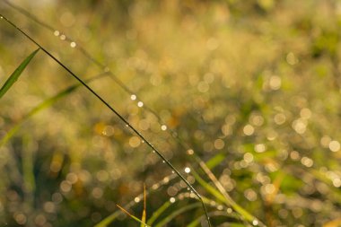 Parlak güneşin ışınlarında çimenlerin üzerine su damlaları düşer. Seçici odaklanma. Doğal arkaplan.