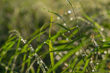 Yeşil çimlerin üzerinde bir damla su. Seçici odaklanma. Doğal arkaplan.