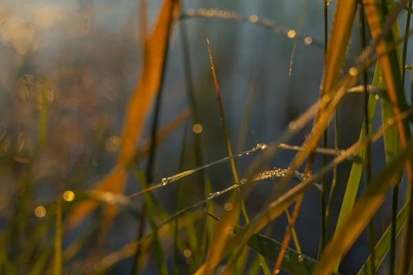 落在草地上的水滴在落日的余晖中 有选择的重点 自然背景 — 图库照片